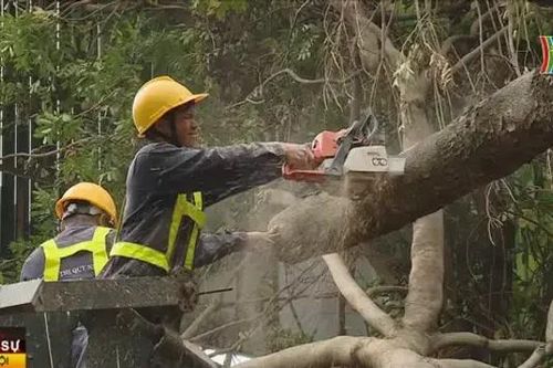 Tăng tốc xử lý cây xanh gãy đổ do bão