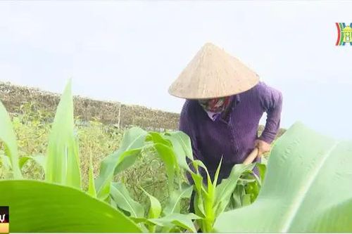 Phúc Thọ tập trung khắc phục thiệt hại bão lũ