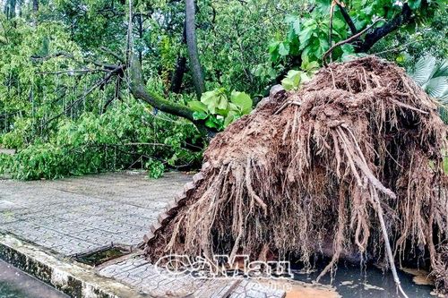 Mưa dông liên tiếp gây thiệt hại nhiều tài sản