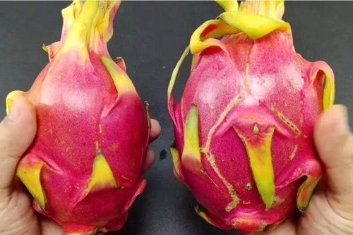 Mua thanh long nên chọn quả tròn hay quả dài?