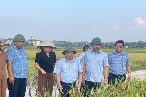Huyện Mê Linh: Khẩn trương thu hoạch lúa mùa, gieo trồng vụ rau mới