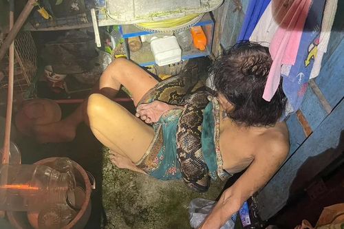 Cụ bà được giải cứu sau hai giờ bị con trăn dài 4 mét tấn công