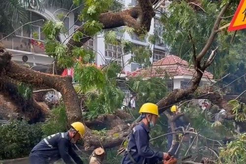 Quản lý mảng xanh: Thách thức mới của 'siêu đô thị'