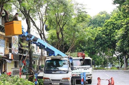 Lo ngại cây xanh gãy đổ vào mùa mưa, TP HCM thay 2.765 cây
