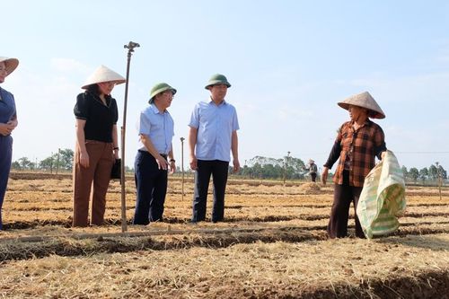 25 ngày nữa, Hà Nội sẽ có hàng trăm tấn rau cung ứng cho thị trường