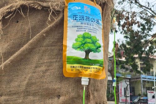 Nhiều cây xanh tại dải trung tâm TP được 'truyền dịch' để mong hồi sinh