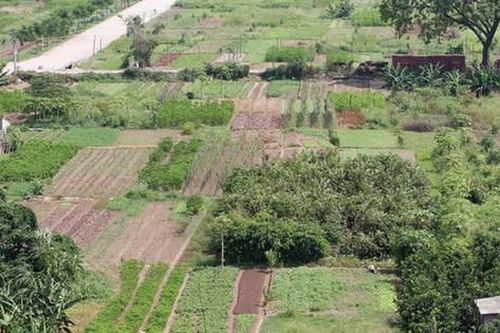 Chuyển mục đích sử dụng đất căn cứ quy hoạch nào?