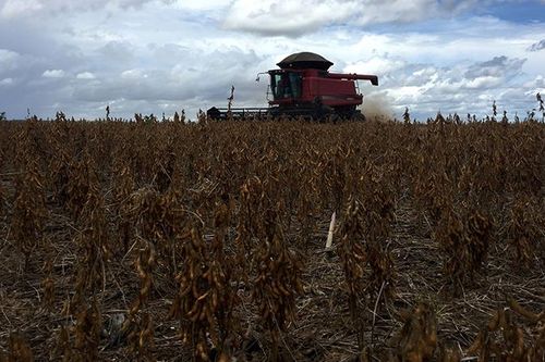 Giá đậu tương thế giới tiếp đà tăng do lo ngại về tình hình mùa vụ tại Brazil