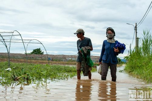 Mưa lớn gây ngập lụt, nông dân làng rau La Hường thấp thỏm mùa mưa bão