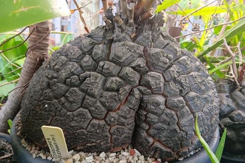 Cây cảnh độc lạ, sống lâu, trồng trong nhà xua đuổi tà khí