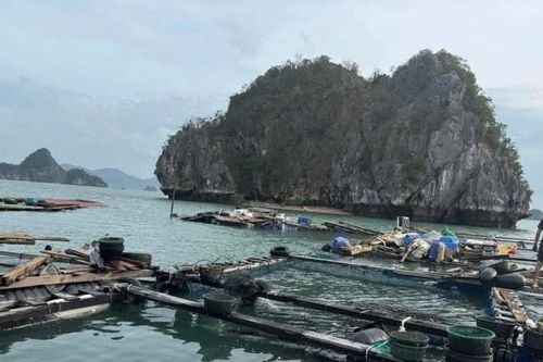 Người nuôi hàu, cá ven biển ở Quảng Ninh 'chẳng còn gì' sau bão số 3