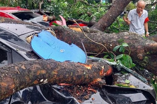 Thanh Hóa: Cành cây gãy rơi đè 1 giáo viên bị thương, nhiều ô tô hư hỏng
