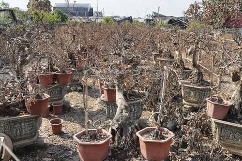 Nước lũ rút để lại cánh đồng hoa xơ xác, nhiều nông dân trắng tay