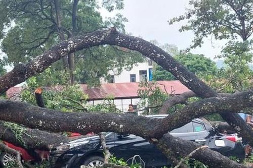 Mưa to, gãy cành xà cừ đè trúng 1 giáo viên, 4 ô tô bẹp rúm ở Thanh Hóa