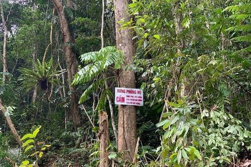Người phụ nữ 61 tuổi dùng rựa chặt phá hơn 2.500m2 rừng phòng hộ ở Quảng Ngãi