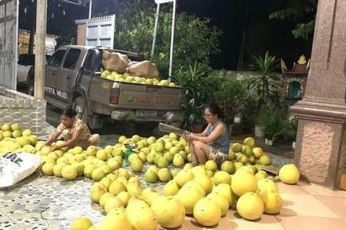 Thủ phủ 'đệ nhất danh quả' tất bật thu hoạch bưởi tránh lũ