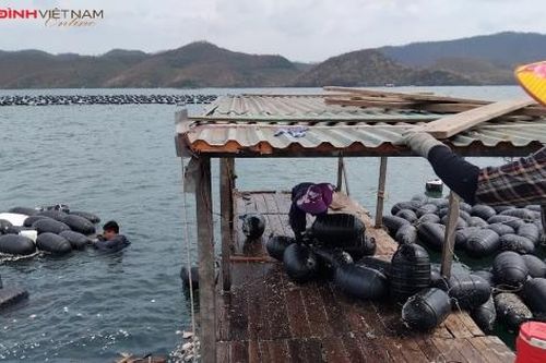 Ngư dân Quảng Ninh ngâm mình giữa biển, vớt vát chút tài sản còn lại sau bão số 3