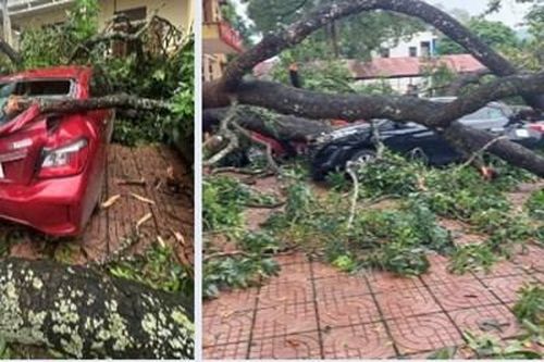 Gãy cành xà cừ khiến một giáo viên bị thương và nhiều ô tô bẹp dúm
