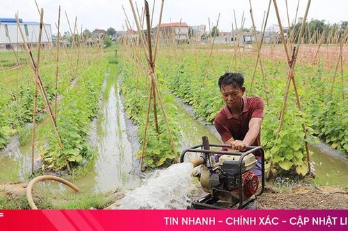 Nông dân Hà Tĩnh khẩn trương bảo vệ rau màu trước ảnh hưởng mưa bão