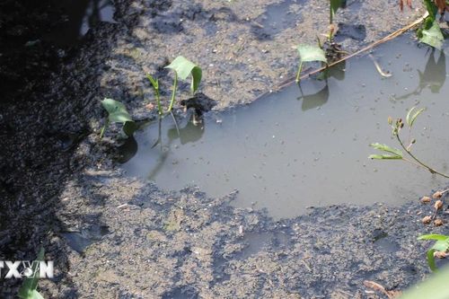 Quảng Ngãi: Kiểm tra các cơ sở dịch vụ tắm cho lợn gây ô nhiễm môi trường