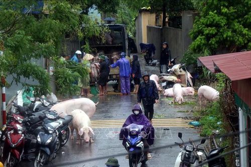 Khẩn trương khôi phục đàn gia súc, gia cầm sau bão lũ