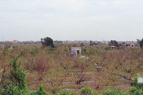 Vùng trồng 'táo muối' Bàng La (Hải Phòng): Còn gốc cây là còn hi vọng