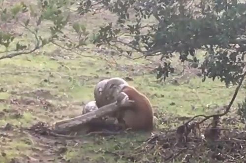 CLIP: Chó nhà bị trăn đá châu Phi siết cổ và cái kết ít ai đoán được