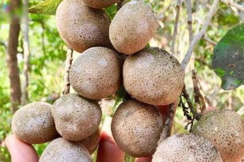 Loại quả xưa đầy không ai hái, giờ thành đặc sản được dân thành phố 'săn lùng', 90.000 đồng/kg