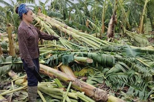 Nông dân trồng chuối ở Hưng Yên: Còn người còn của, bình tĩnh khắc phục hậu quả bão lũ