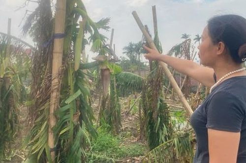 Hải Dương: Nông dân vựa chuối, bưởi ở Kinh Môn 'trắng tay' sau bão
