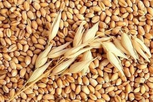 Nhập khẩu lúa mì từ thị trường Ukraine tăng hơn 800% trong 8 tháng