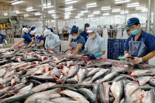 Nam Việt, Vĩnh Hoàn và nhiều doanh nghiệp cá tra nhận 'tin vui' từ thị trường Mỹ