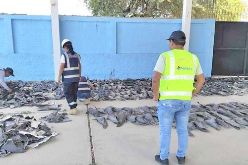 Thu giữ khoảng 1,3 tấn vây cá mập trái phép ở Peru