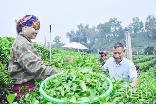 Quản lý nhãn hiệu tập thể - Nâng tầm giá trị 'Chè Thái Nguyên' (bài 1): Nhân tố quan trọng phát triển thương hiệu