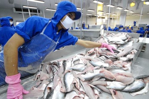 Thủy sản Vĩnh Hoàn (VHC): Sản lượng tiêu thụ lên cao nhất 2 năm, vượt trội toàn ngành