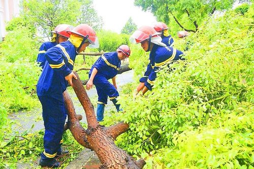 Bắc Ninh: Tập trung cứu chữa và trồng lại cây xanh sau bão số 3