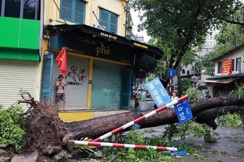 Phục hồi cây xanh đô thị sau bão