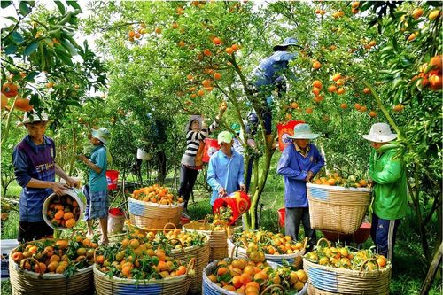 Đồng bằng sông Cửu Long: Nỗ lực nâng chất, thúc đẩy xuất khẩu nông sản