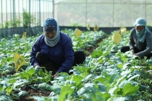 Hà Nội: Thu hẹp khoảng cách giữa thành thị và nông thôn để phát triển toàn diện, bền vững