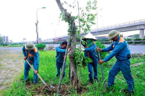 TP.Hải Dương nỗ lực phục hồi cây xanh bị ảnh hưởng do bão số 3