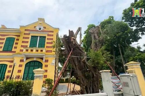 Cây si cổ thụ được hồi sinh
