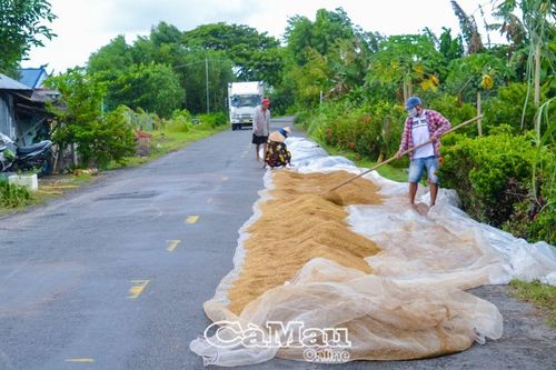 Nguy cơ tai nạn từ việc phơi lúa trên lộ