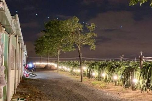 Án mạng tại trang trại thanh long vì mâu thuẫn trong lúc ăn nhậu