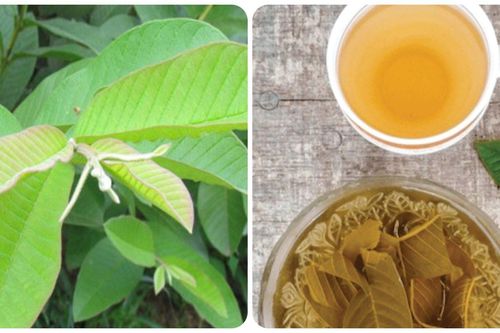 Những người nào nên hạn chế uống nước lá ổi?