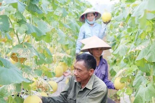 Sản xuất nông sản an toàn: Kiểm soát chất lượng và hướng tới xuất khẩu