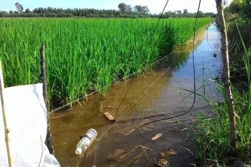 Liên tiếp xảy ra nhiều vụ chết người do dùng điện để bẫy chuột