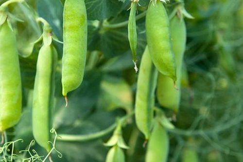 10 loại rau giàu chất sắt