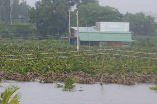 Nguyên nhân hàng trăm héc ta thanh long ngập nước ở Bình Thuận