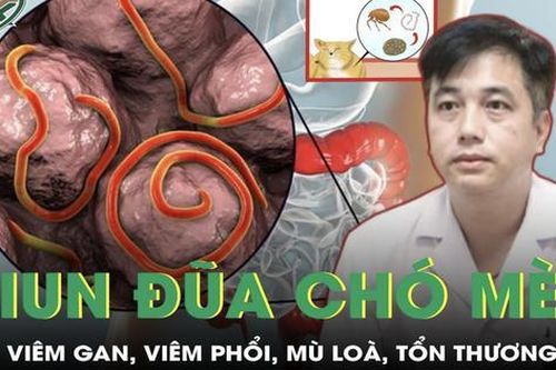 Giun đũa chó mèo nguy hiểm như thế nào đến cơ thể?