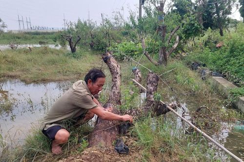 Hải Phòng: Thủ phủ đào cảnh 'khóc ròng' sau bão